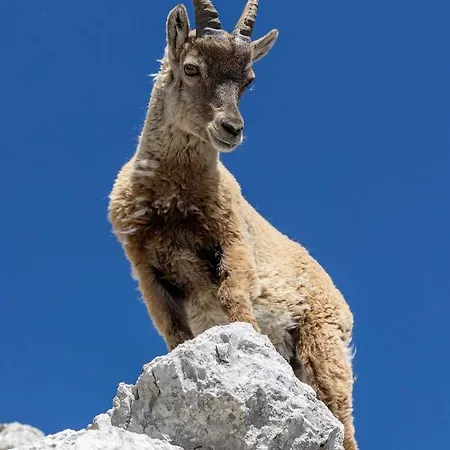 Cave Trieste - Cats * Tarvisio