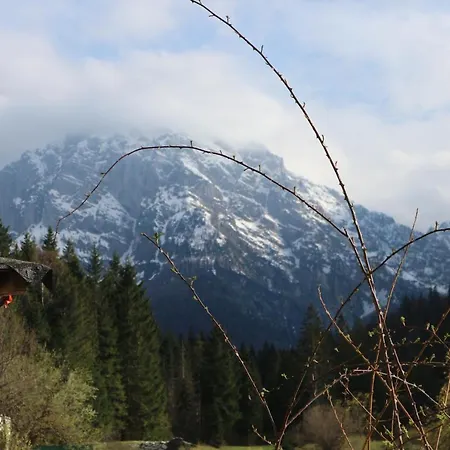 Cave Trieste - Cats *