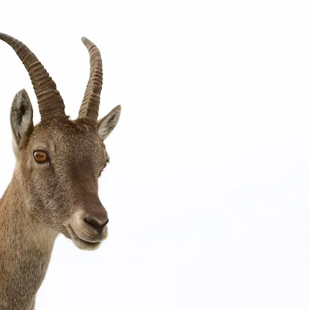 Cave Trieste - Cats * Tarvisio